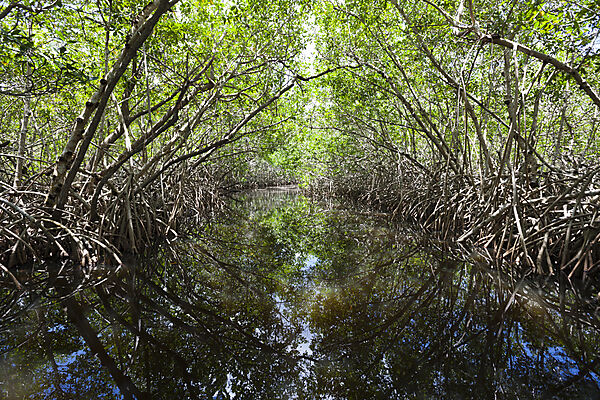 Mangroves, Cancun, Yucatan, Mexico
