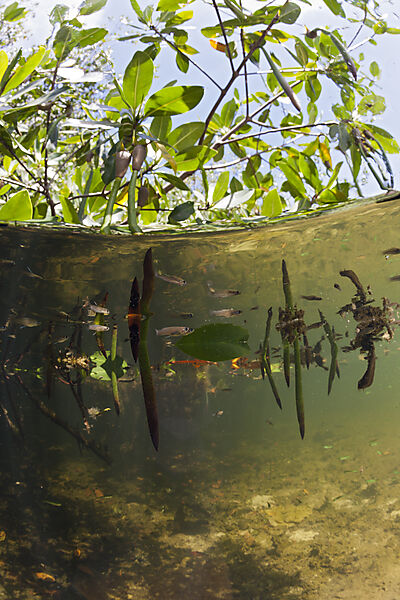 Mangroves, Cancun, Yucatan, Mexico