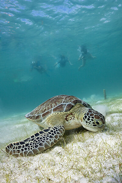 Schnorchler betrachten Gruene Meeresschildkroete, Chelonia mydas, Akumal, Tulum, Mexiko