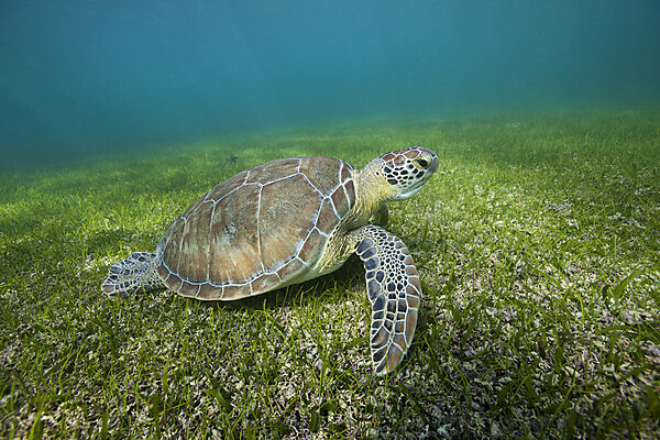 Green Sea Turtle, Chelonia mydas, Akumal, Tulum, Mexico