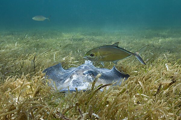 Amerikanischer Stechrochen, Dasyatis americana, Akumal, Tulum, Mexiko
