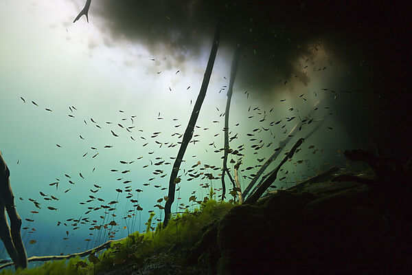 Tauchen in Car Wash Cenote Aktun Ha, Tulum, Yukatan, Mexiko