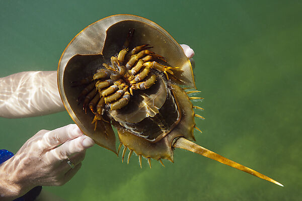 Underside of Horseshoe Crab, Limulus polyphemus, Cancun, Yucatan, Mexico