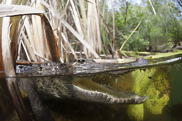 Morelets Crocodile, Crocodylus moreletii, Cancun, Yucatan, Mexico