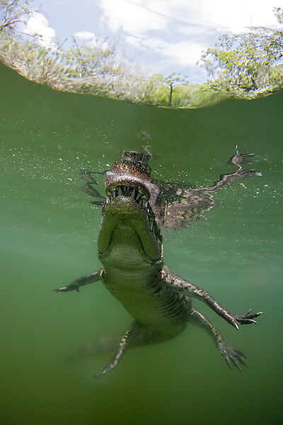 Morelets Crocodile, Crocodylus moreletii, Cancun, Yucatan, Mexico