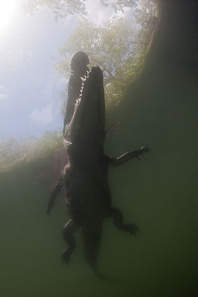 Morelets Crocodile, Crocodylus moreletii, Cancun, Yucatan, Mexico