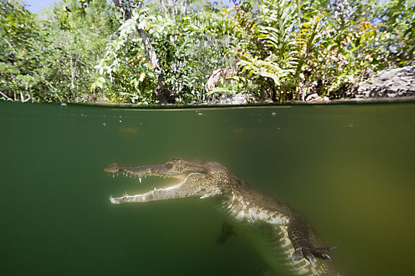 Morelets Crocodile, Crocodylus moreletii, Cancun, Yucatan, Mexico