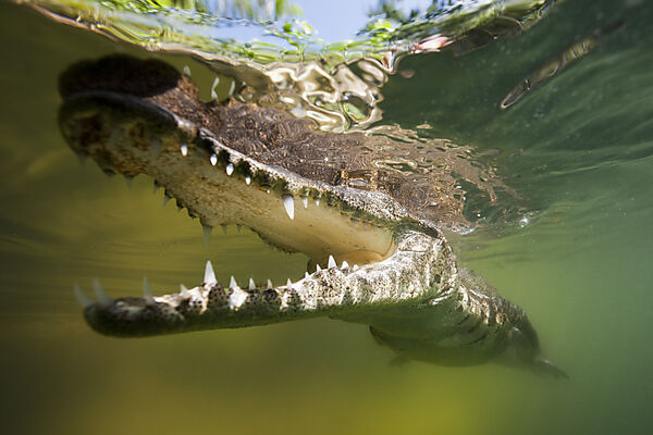 Morelets Crocodile, Crocodylus moreletii, Cancun, Yucatan, Mexico