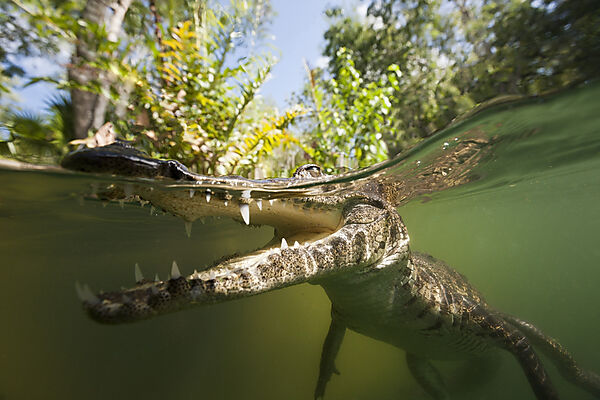 Morelets Crocodile, Crocodylus moreletii, Cancun, Yucatan, Mexico