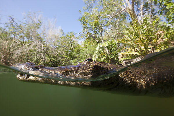 Beulenkrokodil, Crocodylus moreletii, Cancun, Yucatan, Mexiko