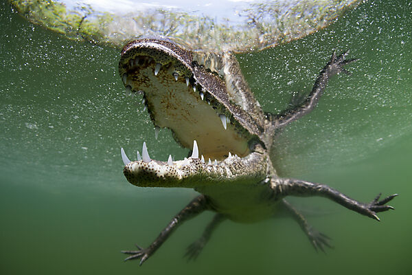 Beulenkrokodil, Crocodylus moreletii, Cancun, Yucatan, Mexiko
