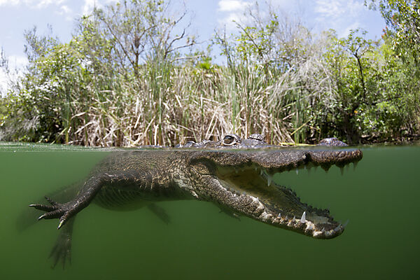 Beulenkrokodil, Crocodylus moreletii, Cancun, Yucatan, Mexiko