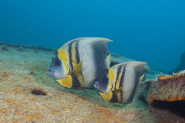 Cortez-Kaiserfische am Fang Ming Wrack, Pomacanthus zonipectus, La Paz, Baja California Sur, Mexiko