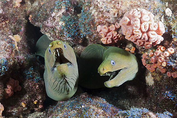 Kastanienmuraenen in Riffspalte, Gymnothorax castaneus, La Paz, Baja California Sur, Mexiko