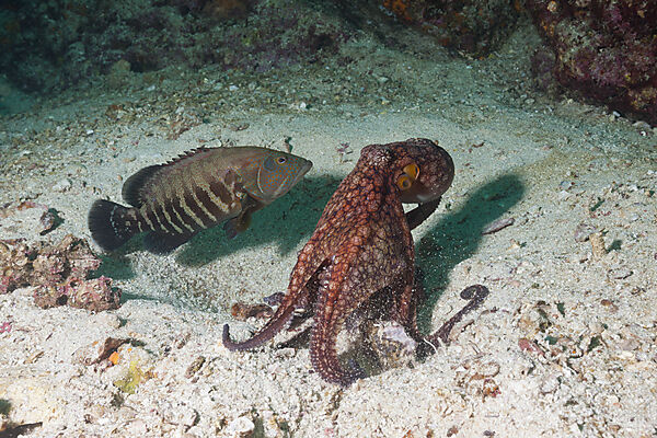 Oktopus, Octopus sp., La Paz, Baja California Sur, Mexiko