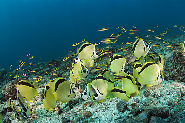 Barbier-Falterfische fressen Fischgelege, Johnrandallia nigriostris, La Paz, Baja California Sur, Mexiko