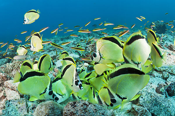 Barbier-Falterfische fressen Fischgelege, Johnrandallia nigriostris, La Paz, Baja California Sur, Mexiko