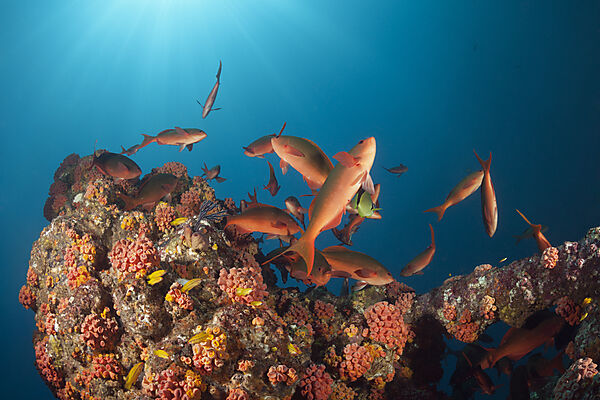 Schwarm Kreolenbarsche, Paranthias colonus, La Paz, Baja California Sur, Mexiko