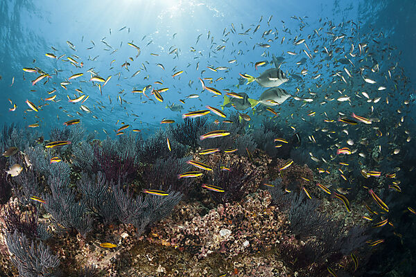 Schwarm Regenbogen-Junker, Thalassoma lucasanum, La Paz, Baja California Sur, Mexiko