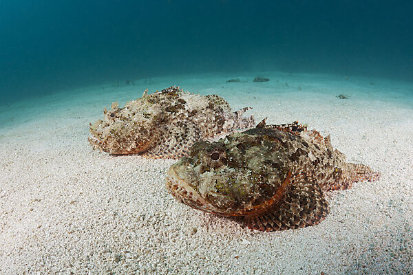 Zwei Drachenkoepfe, Scorpaena mystes, La Paz, Baja California Sur, Mexiko