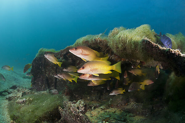 Gelbe Schnapper am Swanee Wrack, Lutjanus argentiventris, La Paz, Baja California Sur, Mexiko