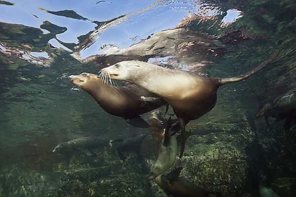 Kalifornische Seeloewen, Zalophus californianus, La Paz, Baja California Sur, Mexiko