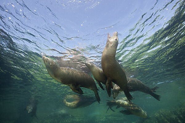 Kalifornische Seeloewen, Zalophus californianus, La Paz, Baja California Sur, Mexiko