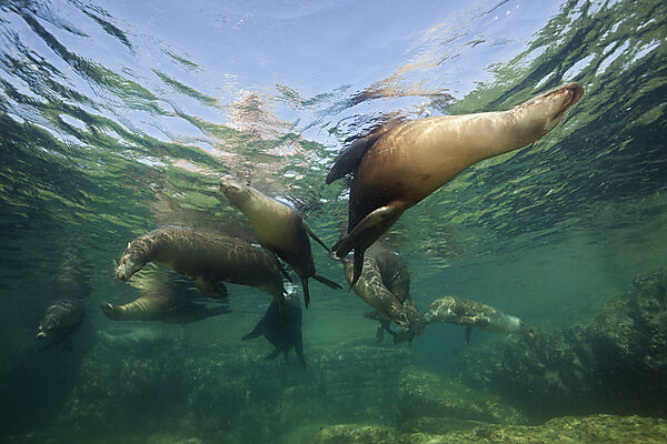 Kalifornische Seeloewen, Zalophus californianus, La Paz, Baja California Sur, Mexiko