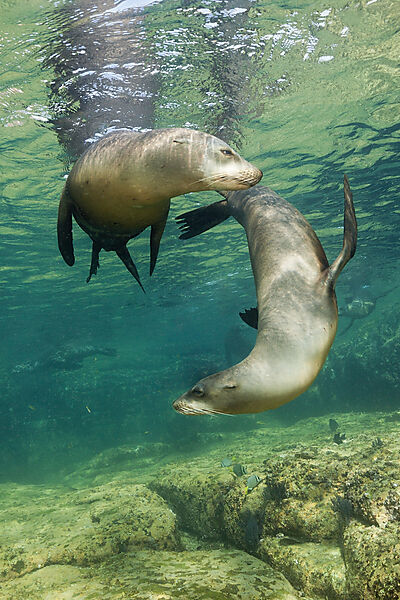Kalifornische Seeloewen, Zalophus californianus, La Paz, Baja California Sur, Mexiko