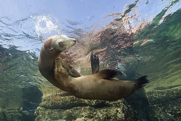 Kalifornische Seeloewen, Zalophus californianus, La Paz, Baja California Sur, Mexiko