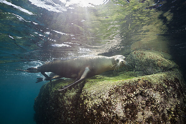 Kalifornische Seeloewen, Zalophus californianus, La Paz, Baja California Sur, Mexiko