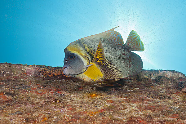 Cortez-Kaiserfisch am C-59 Wrack, Pomacanthus zonipectus, La Paz, Baja California Sur, Mexiko