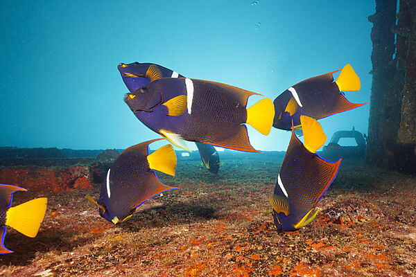 Kalifornische Engelfische am C-59 Wrack, Holacanthus passer, La Paz, Baja California Sur, Mexiko