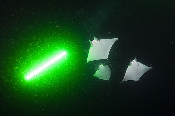 Zwerg-Teufelsrochen fressen Plankton bei Nacht, Mobula munkiana, La Paz, Baja California Sur, Mexiko