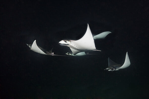 Zwerg-Teufelsrochen fressen Plankton bei Nacht, Mobula munkiana, La Paz, Baja California Sur, Mexiko