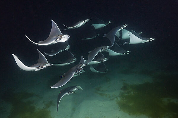 Zwerg-Teufelsrochen fressen Plankton bei Nacht, Mobula munkiana, La Paz, Baja California Sur, Mexiko