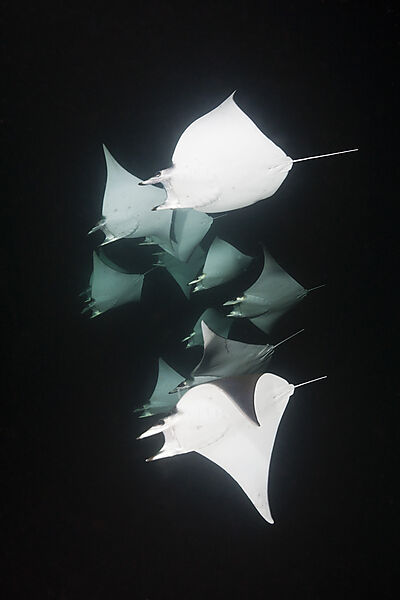 Zwerg-Teufelsrochen fressen Plankton bei Nacht, Mobula munkiana, La Paz, Baja California Sur, Mexiko