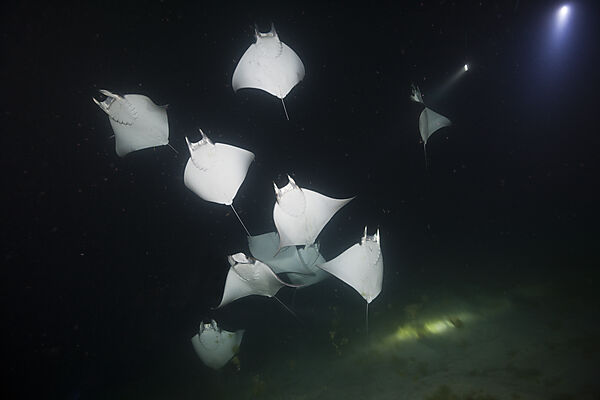 Zwerg-Teufelsrochen fressen Plankton bei Nacht, Mobula munkiana, La Paz, Baja California Sur, Mexiko