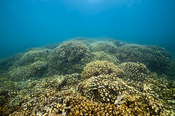 Steinkorallen in der Cortez-See, Pocillopora elegans, La Paz, Baja California Sur, Mexiko