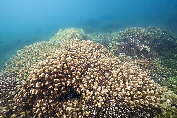 Steinkorallen in der Cortez-See, Pocillopora elegans, La Paz, Baja California Sur, Mexiko