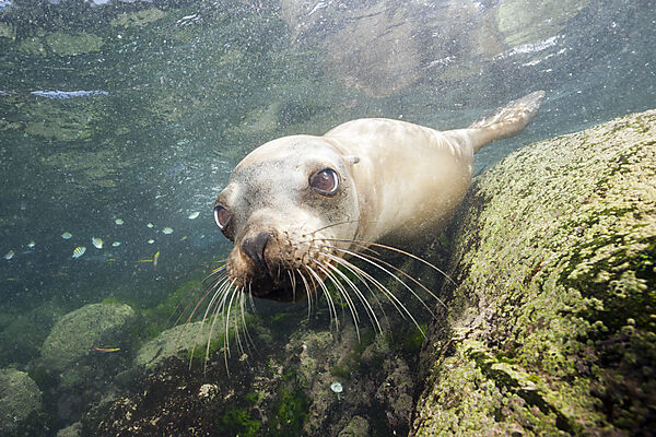 Kalifornischer Seeloewe, Zalophus californianus, La Paz, Baja California Sur, Mexiko