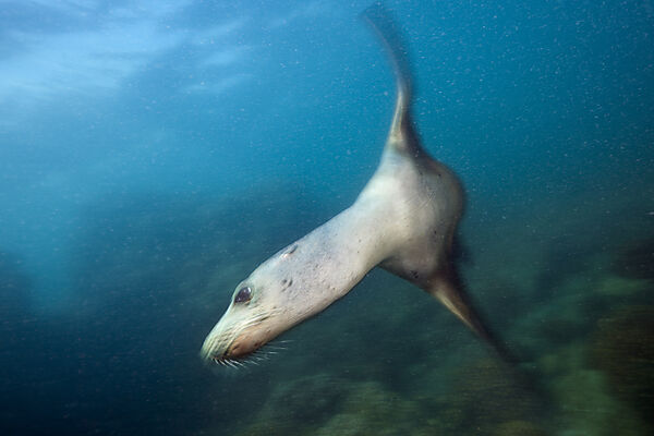 Kalifornischer Seeloewe, Zalophus californianus, La Paz, Baja California Sur, Mexiko