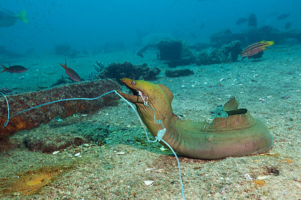 Kastanienmuraene mit Angelhaken, Gymnothorax castaneus, La Paz, Baja California Sur, Mexiko