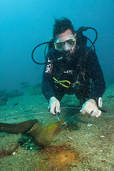 Taucher befreit Kastanienmuraene von Angelhaken, Gymnothorax castaneus, La Paz, Baja California Sur, Mexiko