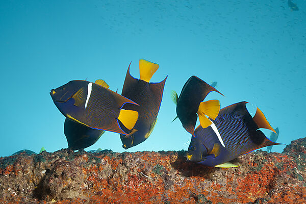 Kalifornische Engelfische am Salvatierra Wrack, Holacanthus passer, La Paz, Baja California Sur, Mexiko