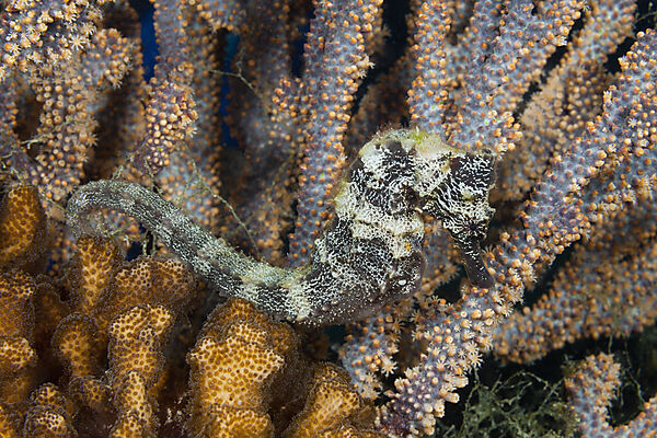 Pazifisches Seepferdchen, Hippocampus ingens, La Paz, Baja California Sur, Mexiko