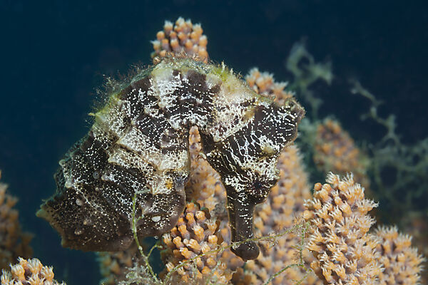 Pazifisches Seepferdchen, Hippocampus ingens, La Paz, Baja California Sur, Mexiko