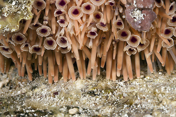 Giftzangen-Seeigel, Toxopneustes roseus, La Paz, Baja California Sur, Mexiko