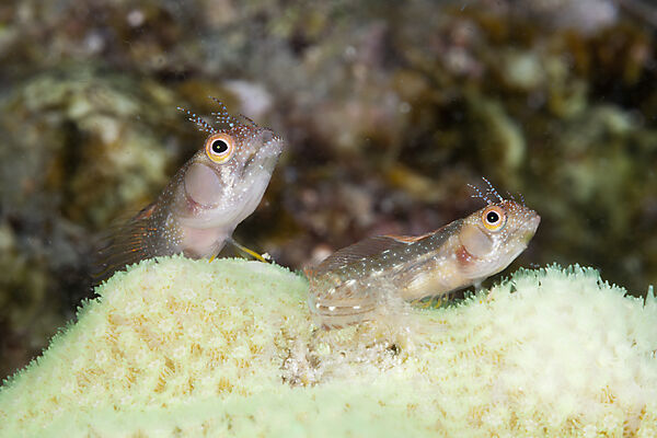 Hechtschleimfische, Acanthemblemaria crockeri, La Paz, Baja California Sur, Mexiko