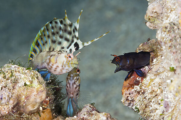 Segelflossen-Blenny in Drohhaltung, Emblemaria walkeri, La Paz, Baja California Sur, Mexiko